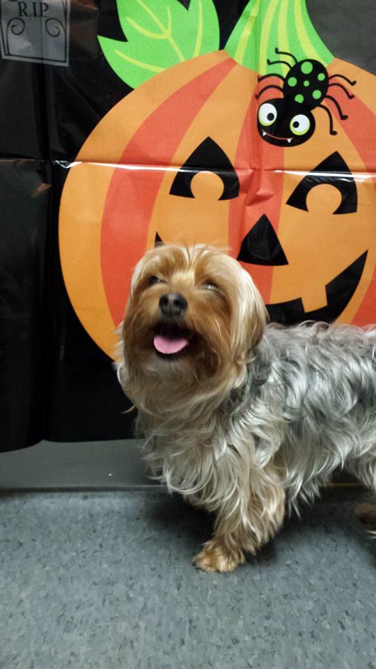 dog boarding at halloween in birmingham mi