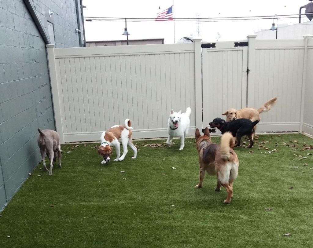 Dogtopia of Birmingham the THIRD Dogtopia Dog Day Care in Michigan! Birmingham