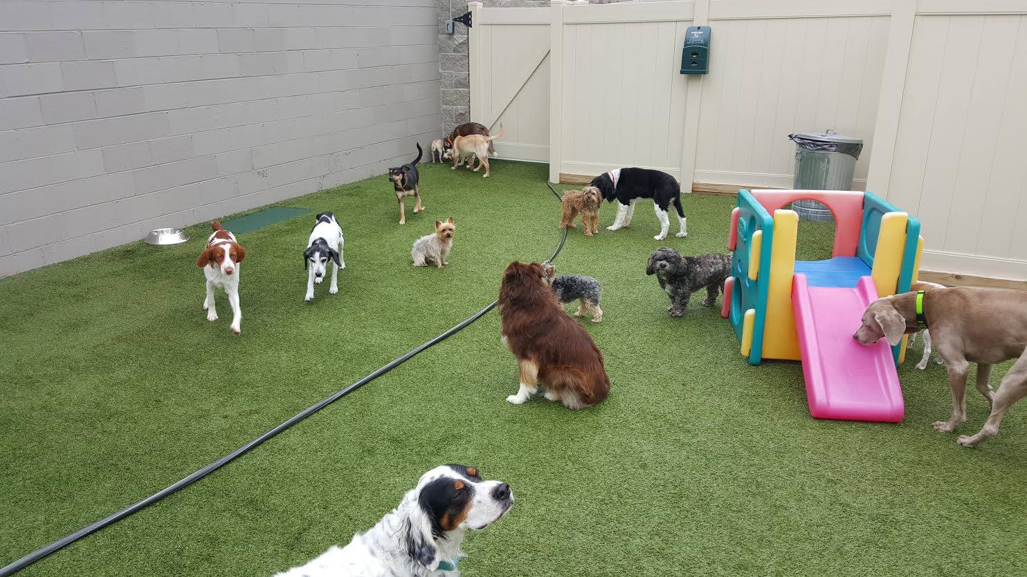 Coming Soon Dogtopia Of Birmingham And Utica Locations