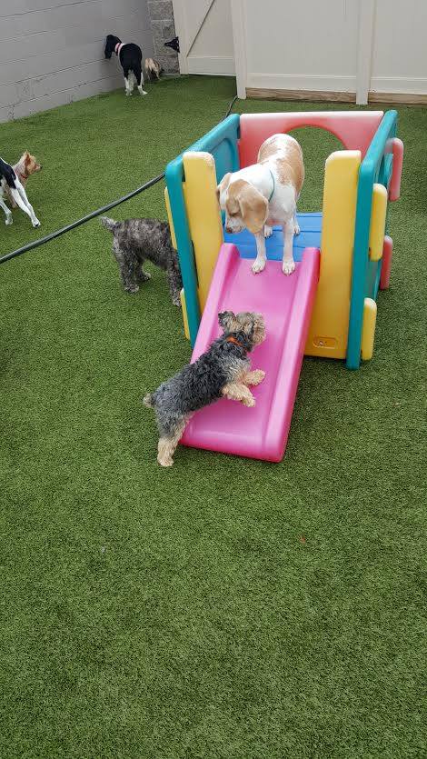 Dogtopia Of Michigan Premiere Dog Daycare In Metro Detroit
