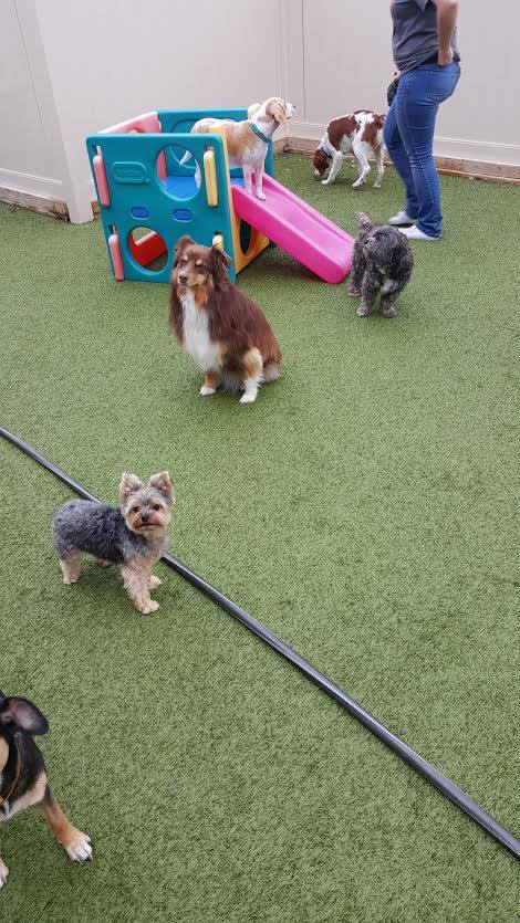 dogtopia toy dogs doggy daycare