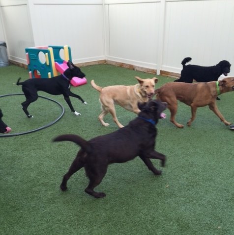 indoor dog park in birmingham mi