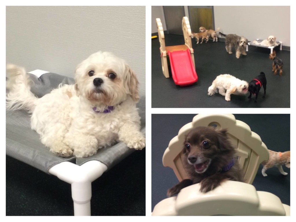 Small Dogs at Doggy Daycare What You Need to Know Birmingham