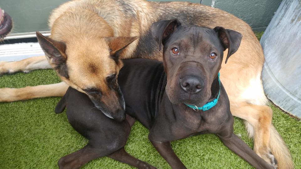 Avoid Dog Kennel Stress With Dogtopia! Birmingham