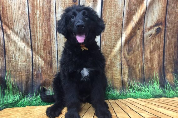 puppy socialization boarding birmingham mi