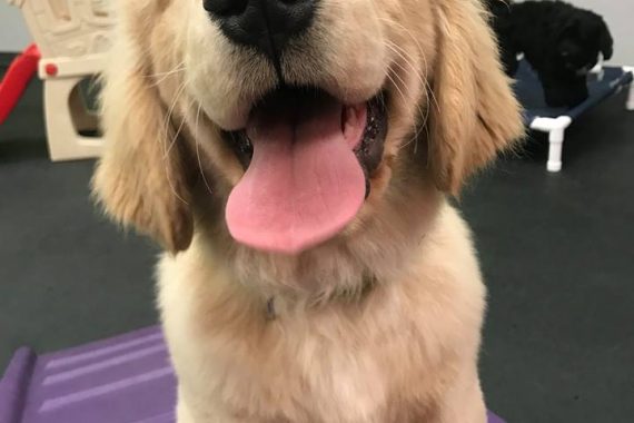 high energy dog breeds need exercise, especially golden retrievers in birmingham mi