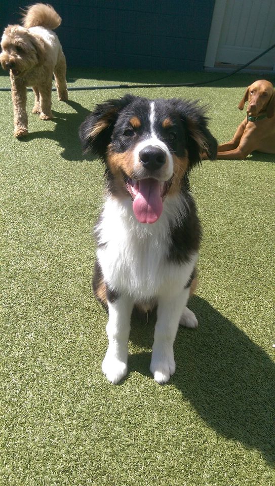 puppy boarding services near me in birmingham mi