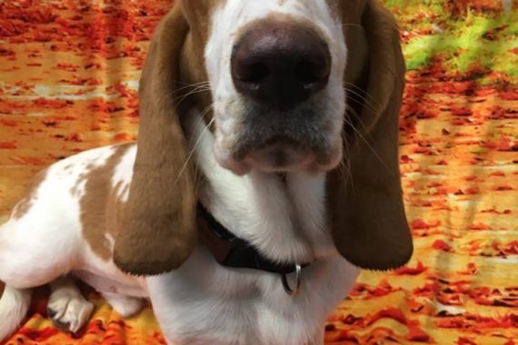 thanksgiving day dog care tips birmingham mi