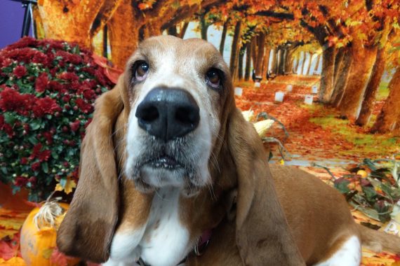 sunshine doggy daycare