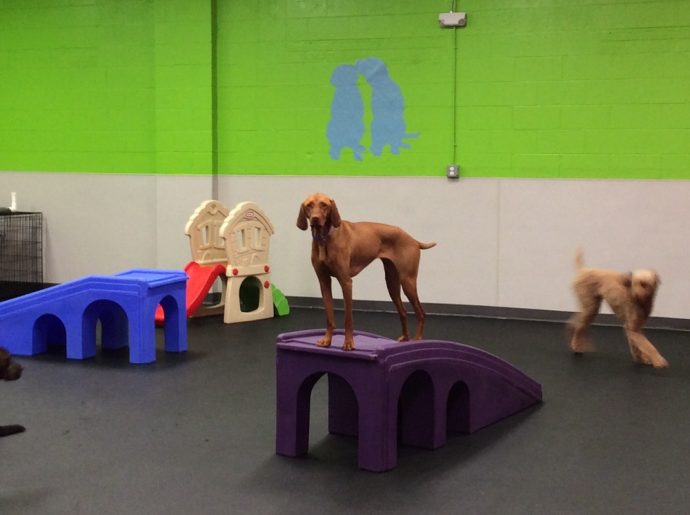 Dog Daycare Birmingham Dogtopia Birmingham