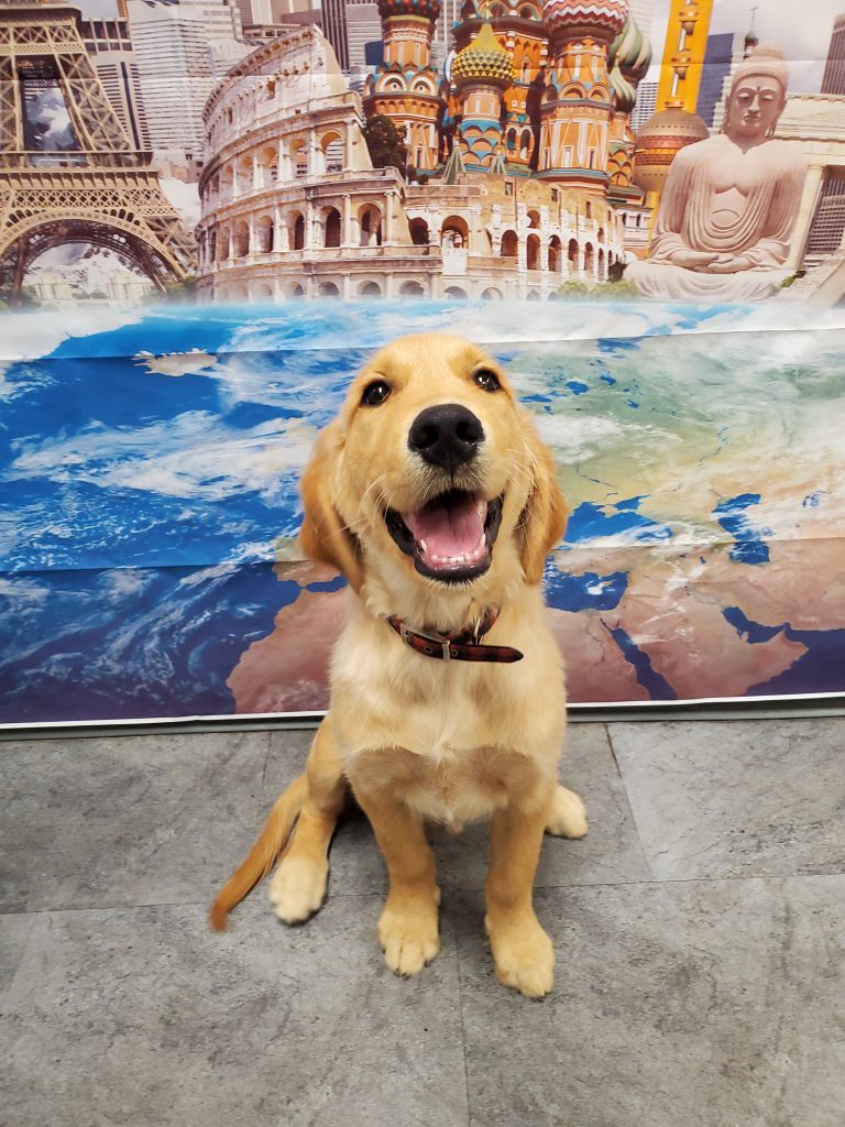 Dog Daycare, Spa, Boarding Birmingham Dogtopia Birmingham