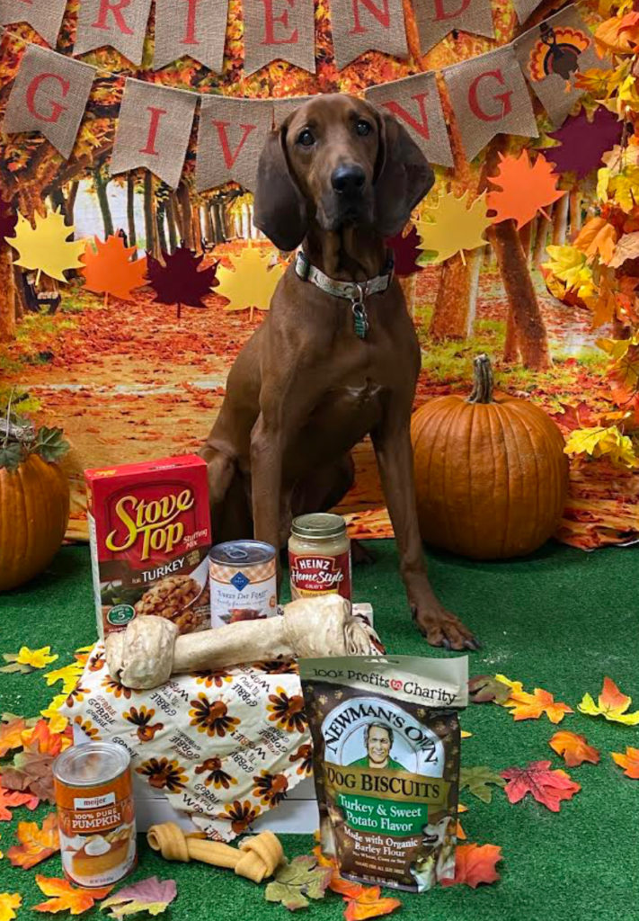 Dog Daycare, Spa, Boarding Birmingham Dogtopia Birmingham