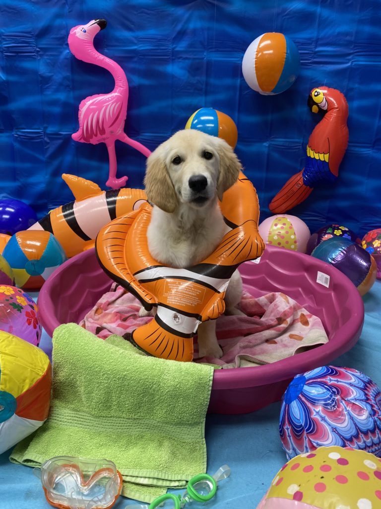 Dog Daycare, Spa, Boarding Birmingham Dogtopia Birmingham