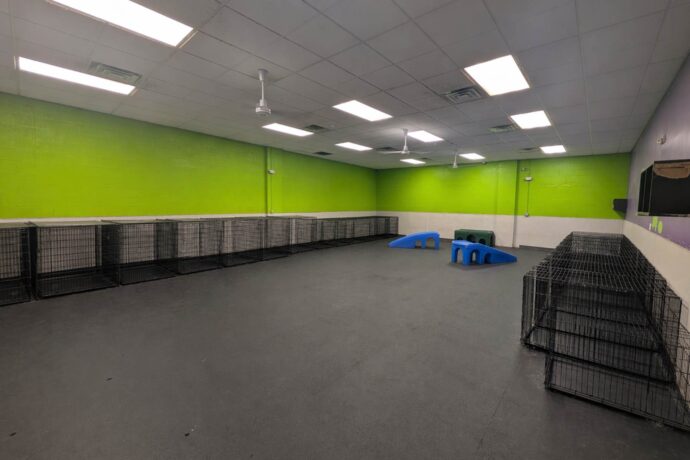 indoor dog park play area