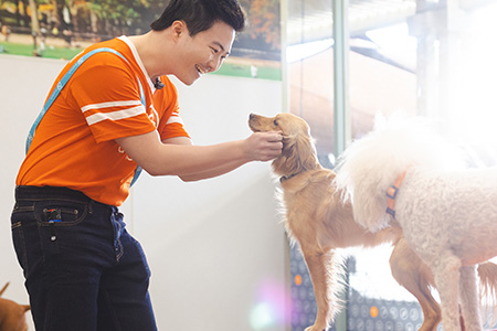Dog daycare summer