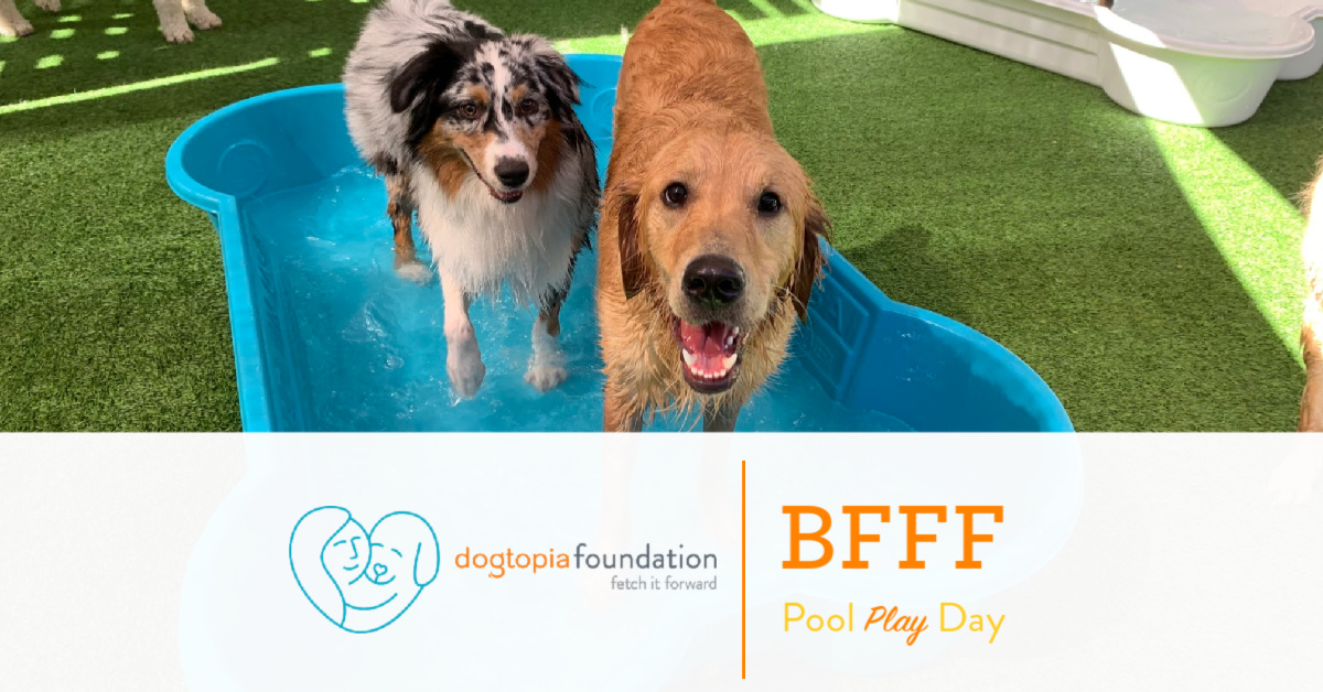 BFFF Pool Play Day! - Scottsdale