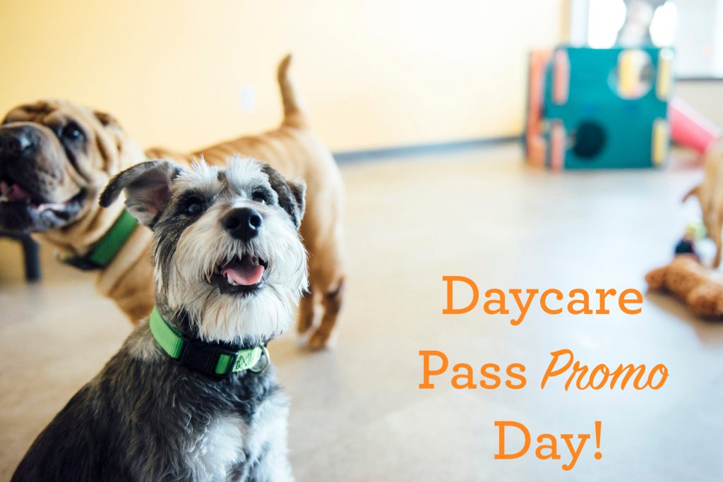 Daycare Pass Promo Day! Scottsdale