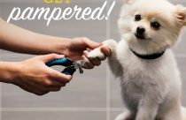 $6 off nail trims