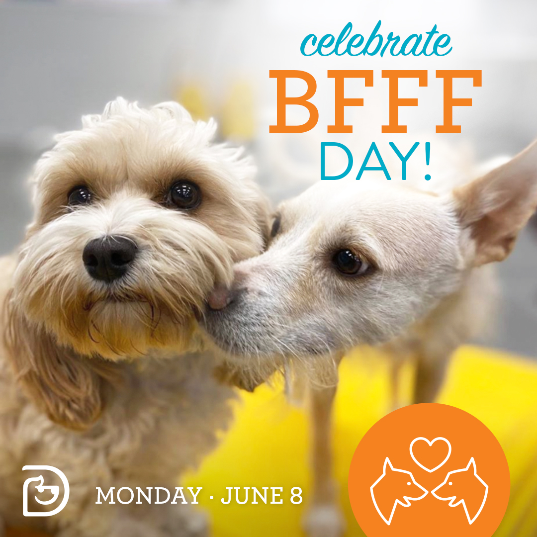 BFFF Day! Plus A Huge Daycare Discount! Scottsdale