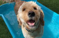 Dog in a Pool