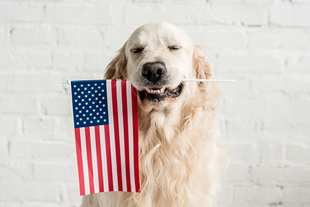 dog with american flag