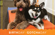 Birthday & Gotcha Day Photos