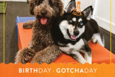 Birthday & Gotcha Day Photos