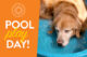 Pool play day at dogtopia