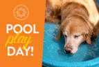 Pool play day at dogtopia