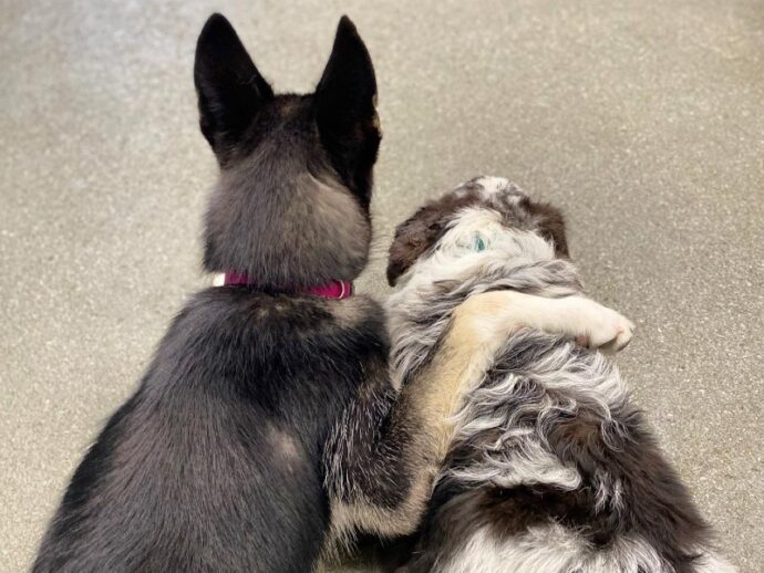 two dogs hugging
