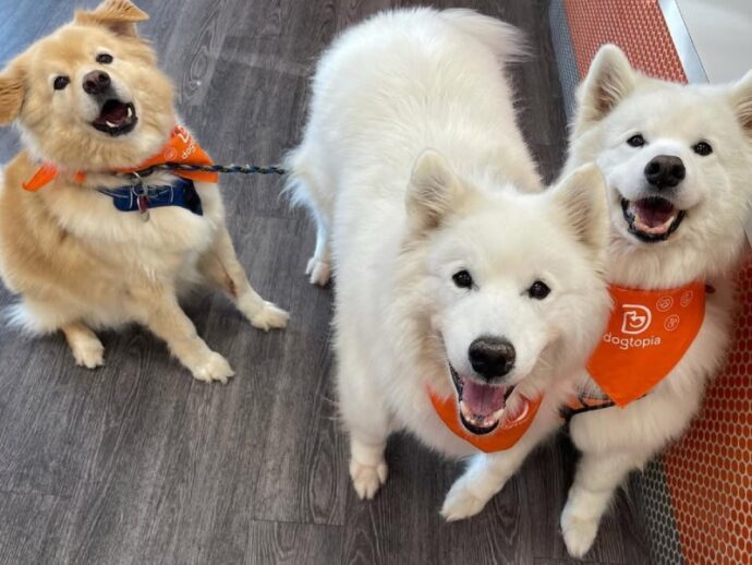 Two white dogs and one brown dog wearing bandanas