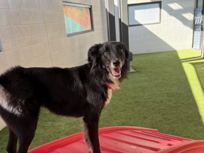 a black dog in the sun