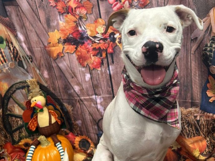A white dog with a black nose in front of a fall backdrop