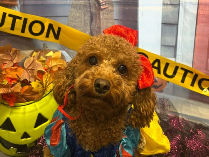 A brown doodle in front of a Halloween backdrop