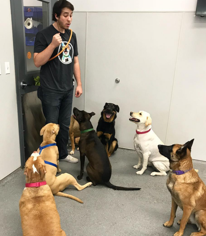 A coach surrounded by obedient dogs