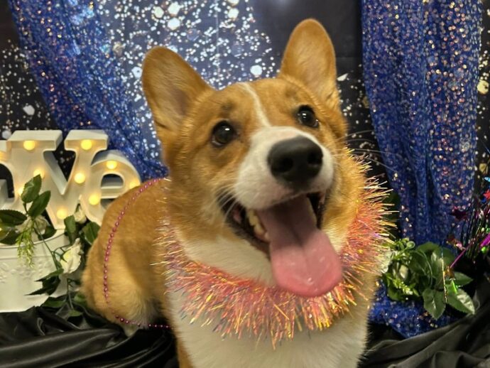 A corgi with a pink boa around its neck