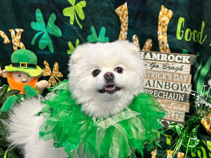a white fluffy dog with a green boa around its neck