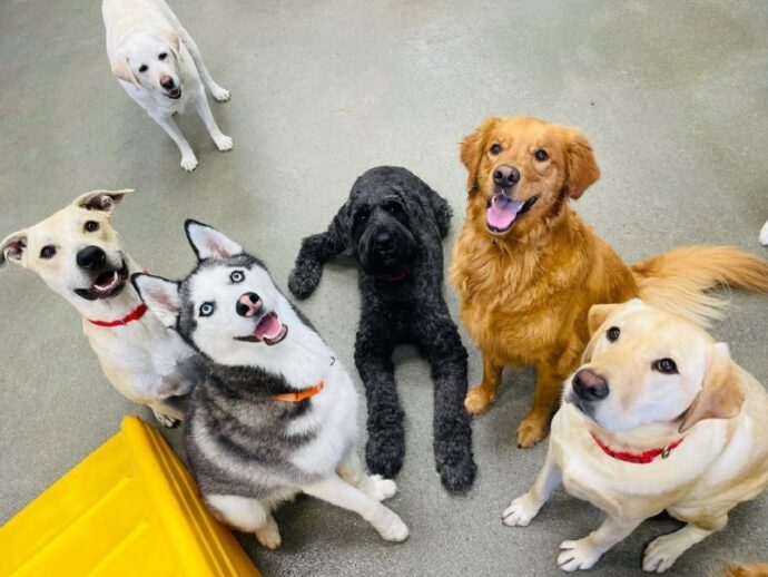 a group of dogs in a playroom
