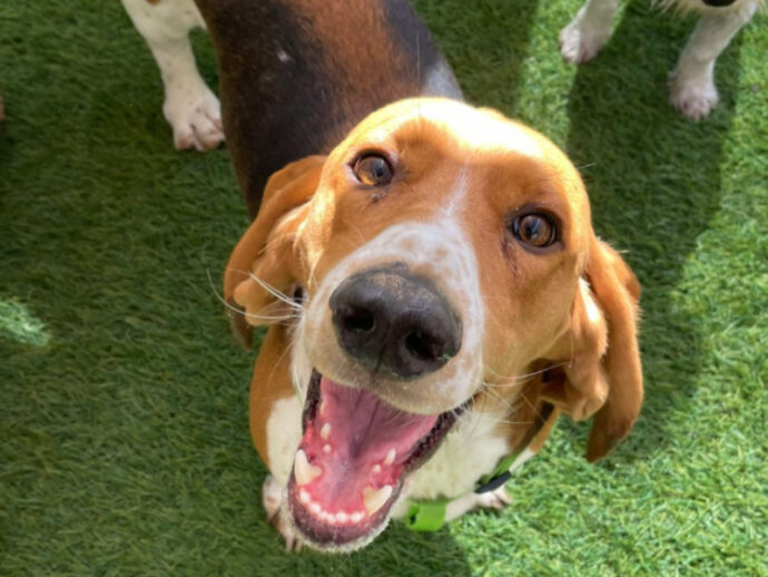 a brown dog smiling in the sun