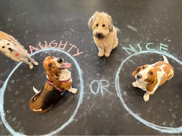 dogs standing on chalk art