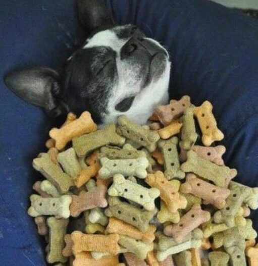 International Dog Biscuit Appreciation Day Gainesville