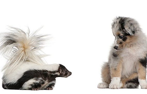 treatment for skunk spray on dogs