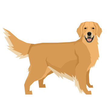 National Golden Retriever Day! - Burlington