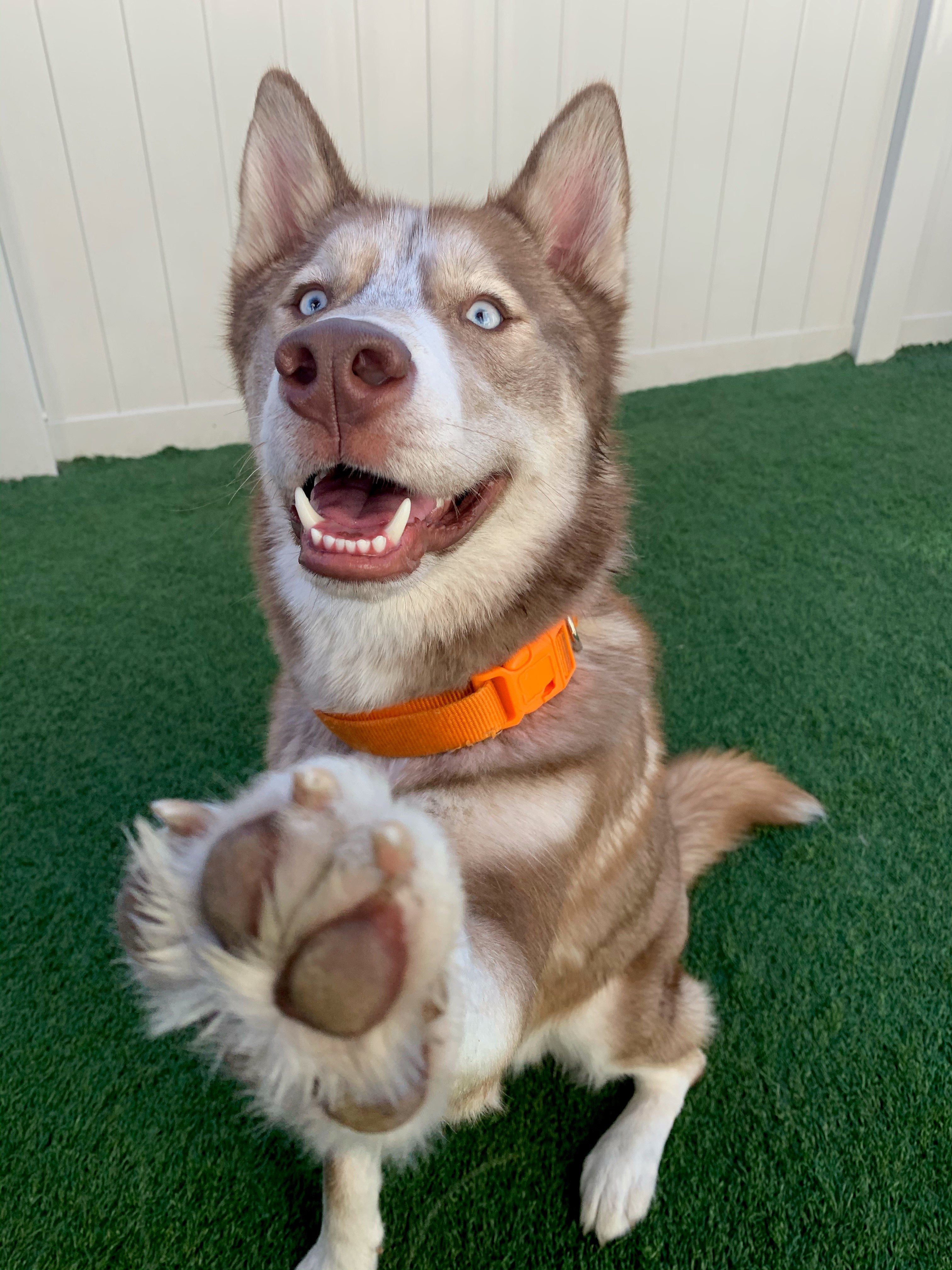 Dog Daycare, Spa, Boarding Dogtopia LexingtonSouth