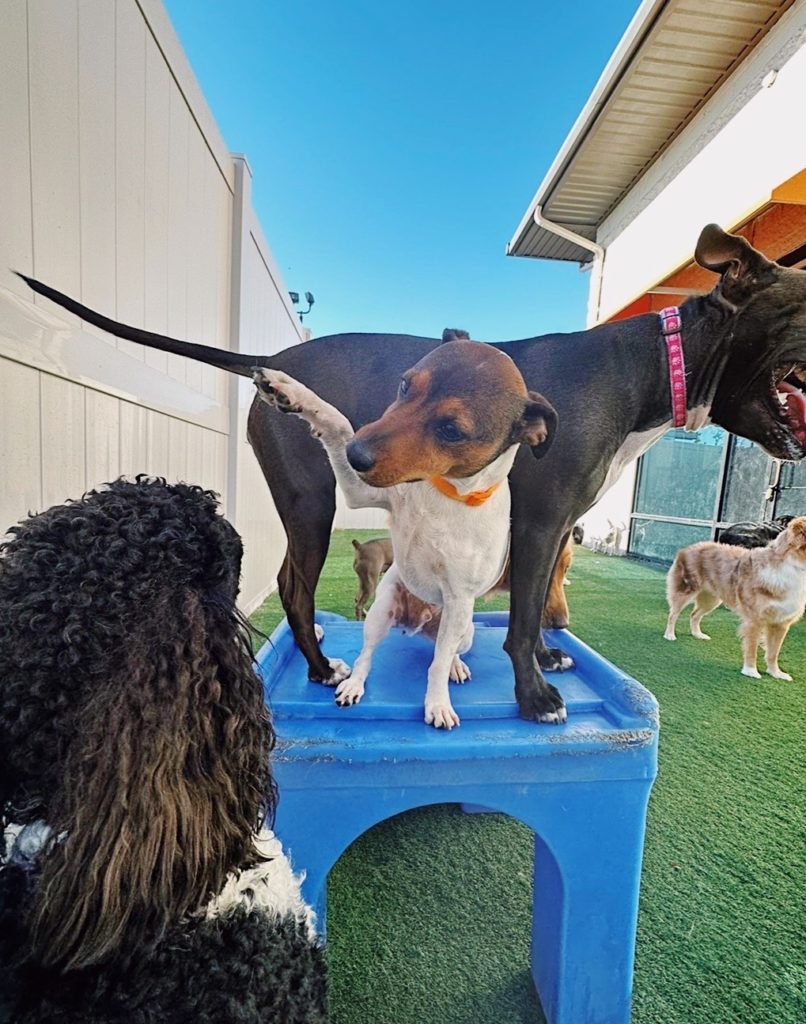 Dog Daycare, Spa, Boarding Dogtopia LexingtonSouth