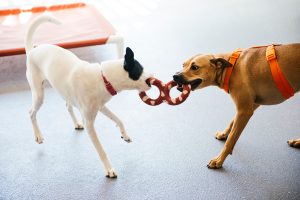 Two dogs playing tug of war at doggie day camp