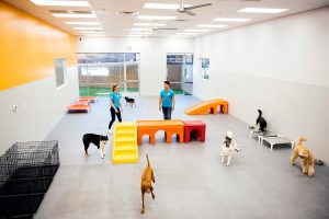 Dogs playing at daycare