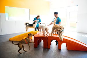 Dogs playing king of the hill at dog daycare in Houston, TX