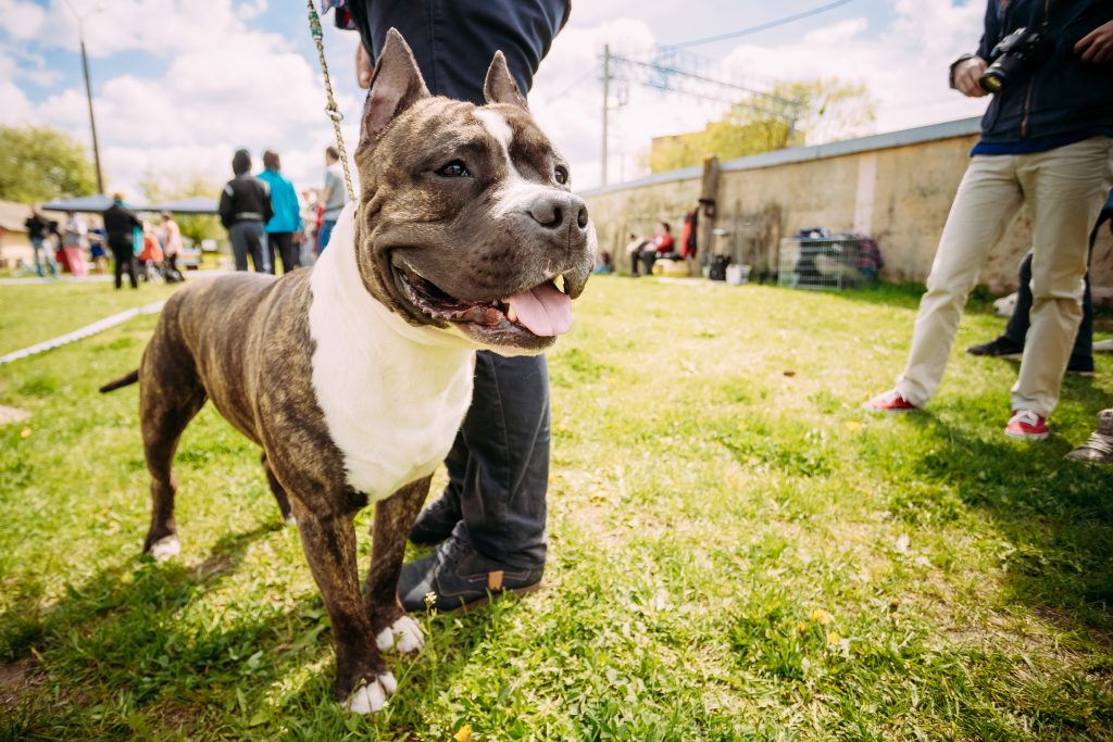 Open for Houston Dog Boarding Dogtopia HoustonGalleria