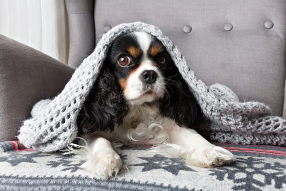 A dog hides under a blanket during fireworks on the Fourth of July.